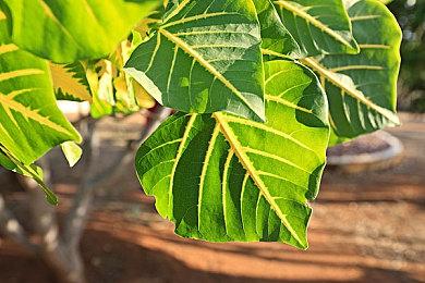 《黑帝斯2》正式版将是Switch 1和2限时独占